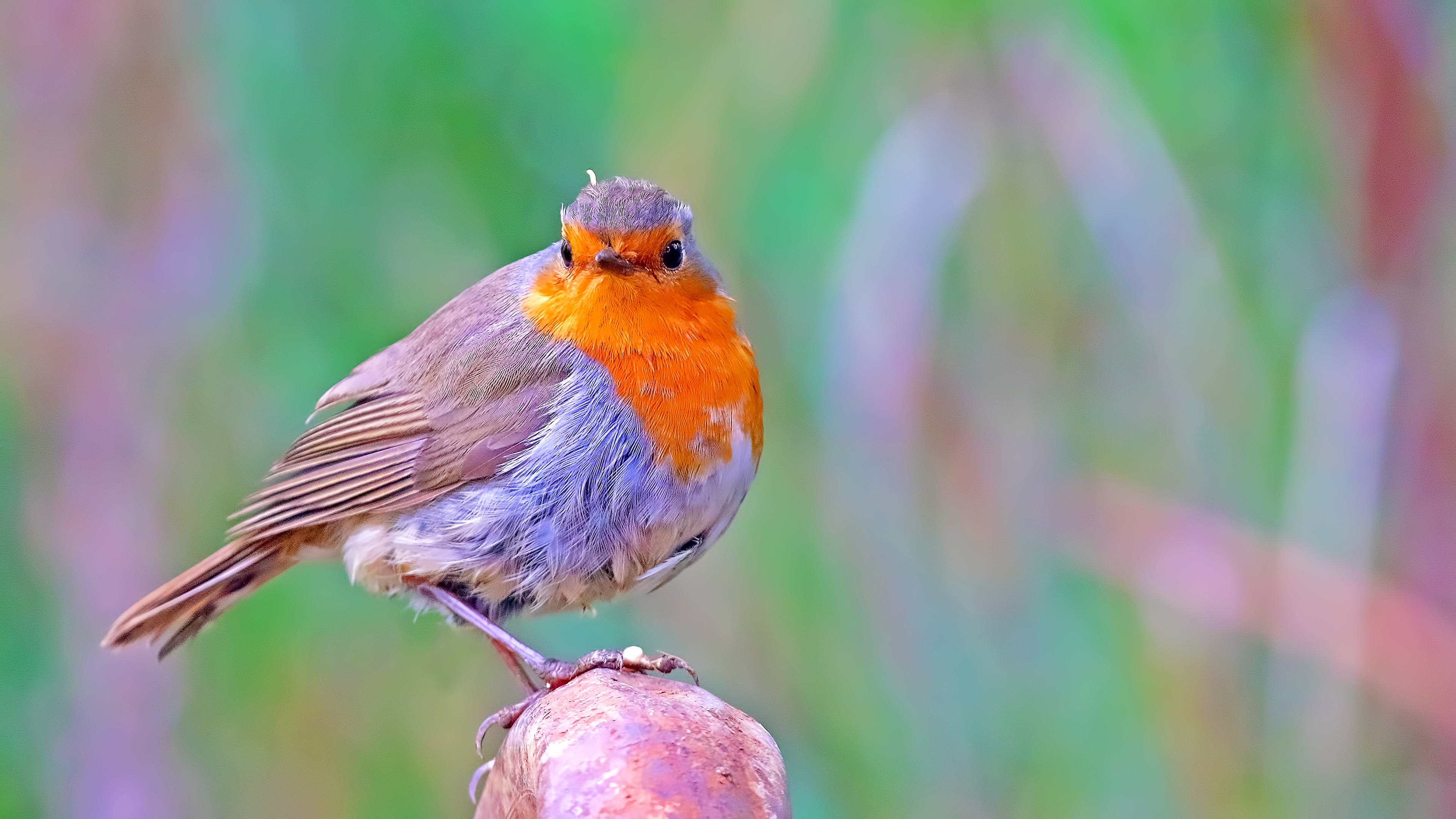 European Robin